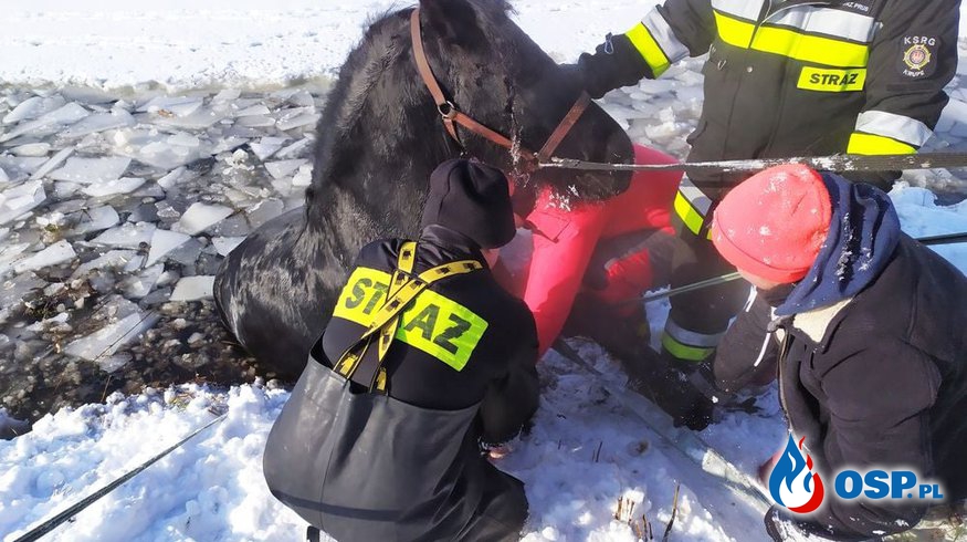 Lód załamał się pod koniem. Strażacy użyli wyciągarki, by wydostać zwierzę na ląd. OSP Ochotnicza Straż Pożarna