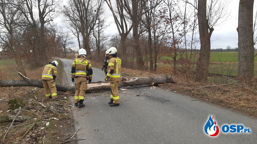 Powalone drzewo na drodze z Domecka na Pucnik OSP Ochotnicza Straż Pożarna
