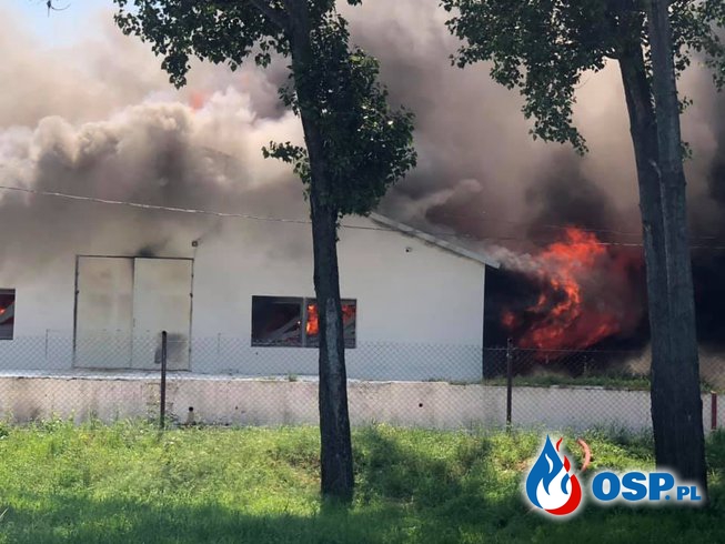 Groźny pożar na fermie drobiu. W akcji 22 zastępy strażaków. OSP Ochotnicza Straż Pożarna