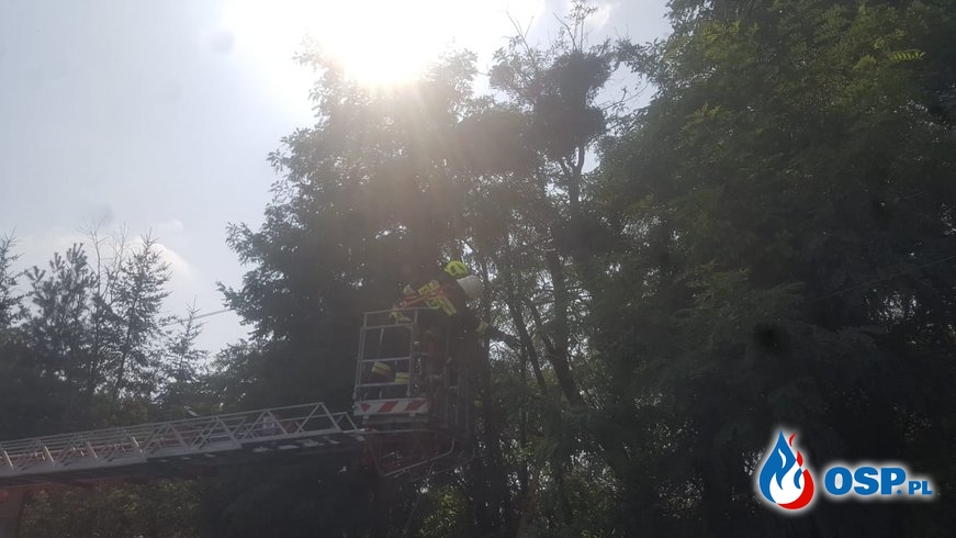 Zwisający konar drzewa nad drogą w Białej OSP Ochotnicza Straż Pożarna