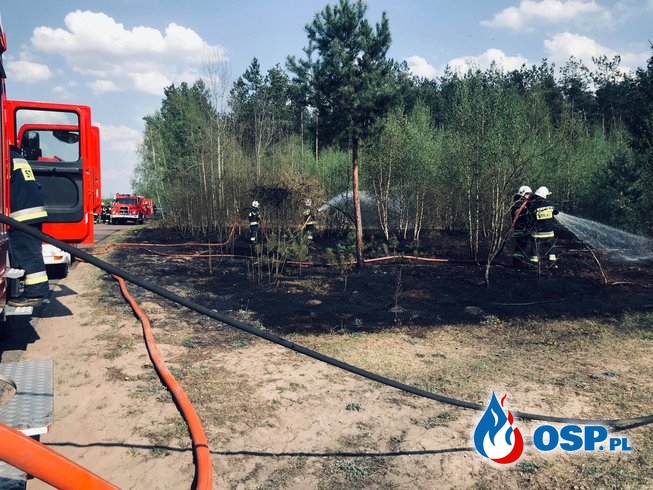 Pożar traw i młodnika OSP Ochotnicza Straż Pożarna