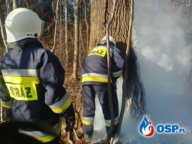 Pożar drzewa przy ul. Przylaski OSP Ochotnicza Straż Pożarna