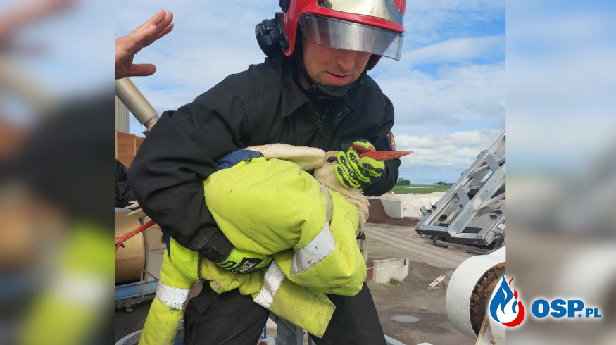 Strażacy ratowali bociana, który utknął w kominie OSP Ochotnicza Straż Pożarna
