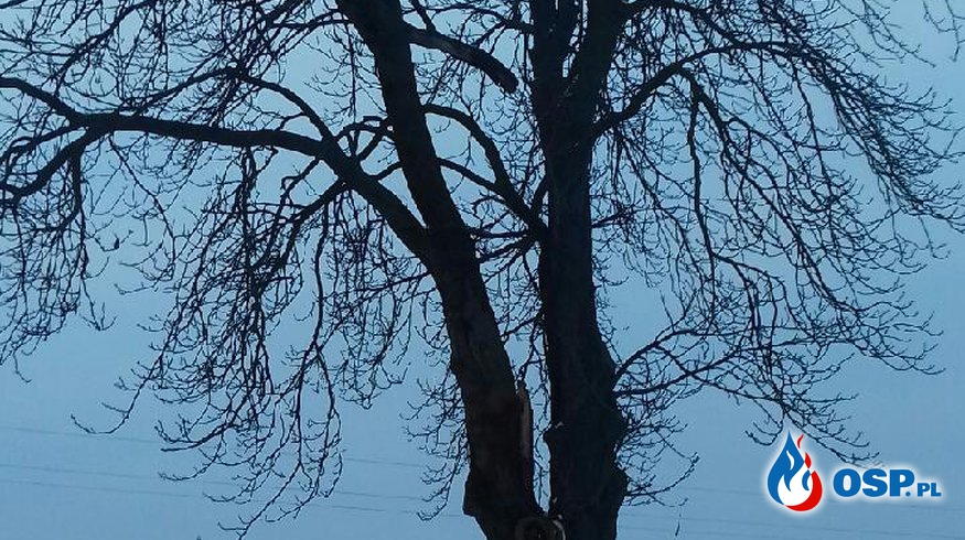 Pęknięte drzewo przy drodze OSP Ochotnicza Straż Pożarna