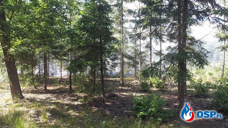 Pożar lasu Nowina/Kruteczek OSP Ochotnicza Straż Pożarna