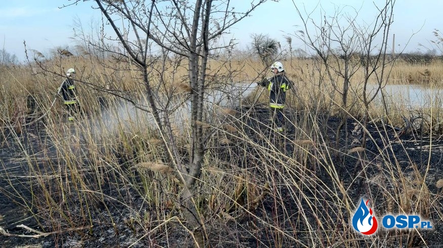 Pożar tataraków w miejscowości Cieciórki OSP Ochotnicza Straż Pożarna