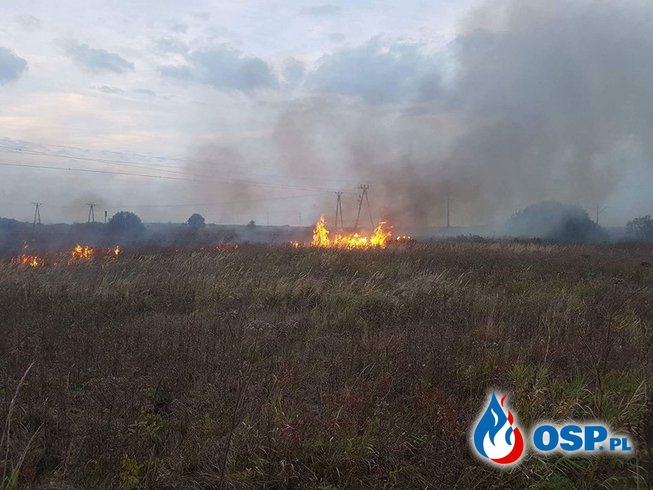 Pożar nieużytków w Odolanowie OSP Ochotnicza Straż Pożarna