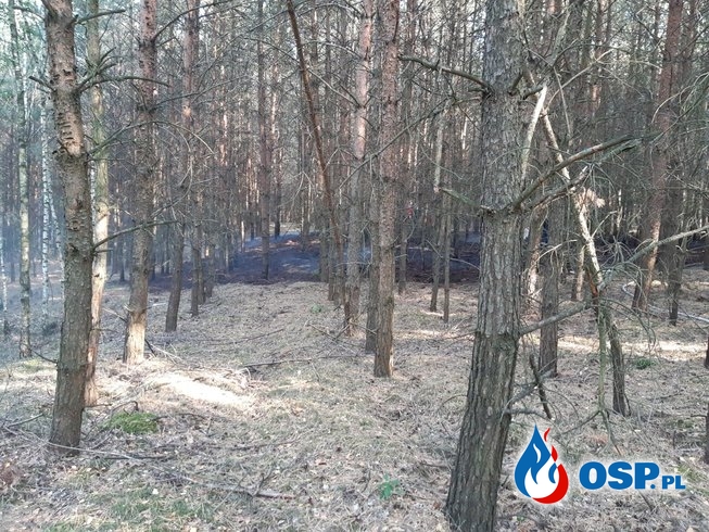 131/2019 Pożar lasu w Rurce OSP Ochotnicza Straż Pożarna