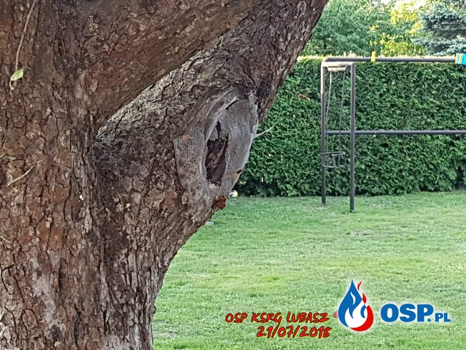 Owady błonkoskrzydłe w drzewie owocowym OSP Ochotnicza Straż Pożarna