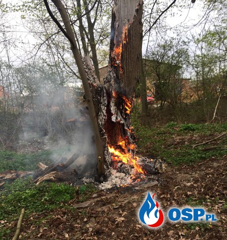 Pożar drzewa w Słupi pod Kępnem OSP Ochotnicza Straż Pożarna