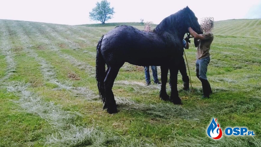 Strażacy uratowali konia, uwięzionego w bagnie. Podczas akcji tonąć zaczął jeden z ratowników! OSP Ochotnicza Straż Pożarna