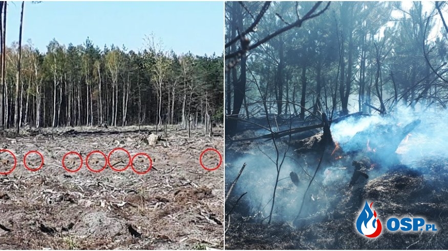 Dziki uciekają z płonącego lasu. W akcji kilkanaście zastępów strażaków i samolot. OSP Ochotnicza Straż Pożarna