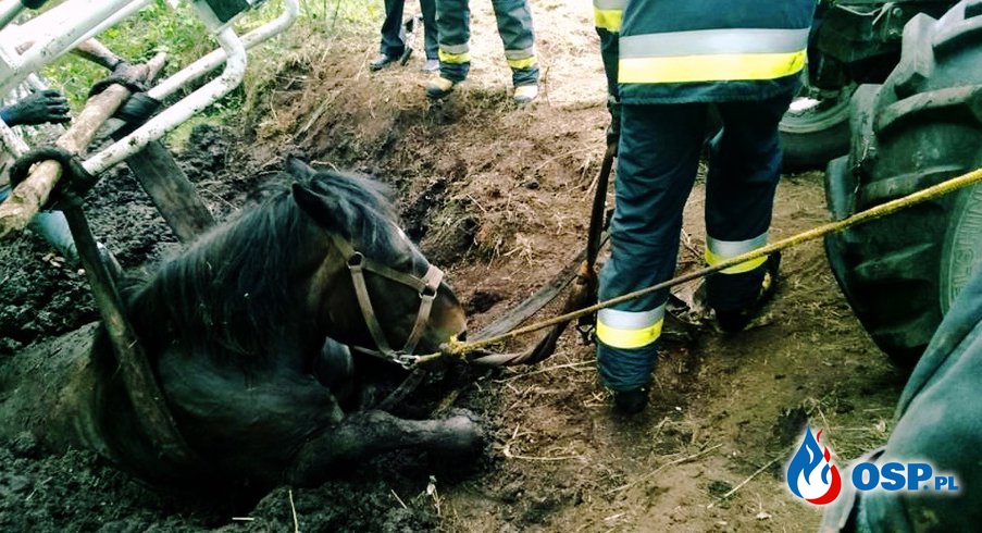 Strażacy uratowali konia, uwięzionego w bagnie. Podczas akcji tonąć zaczął jeden z ratowników! OSP Ochotnicza Straż Pożarna