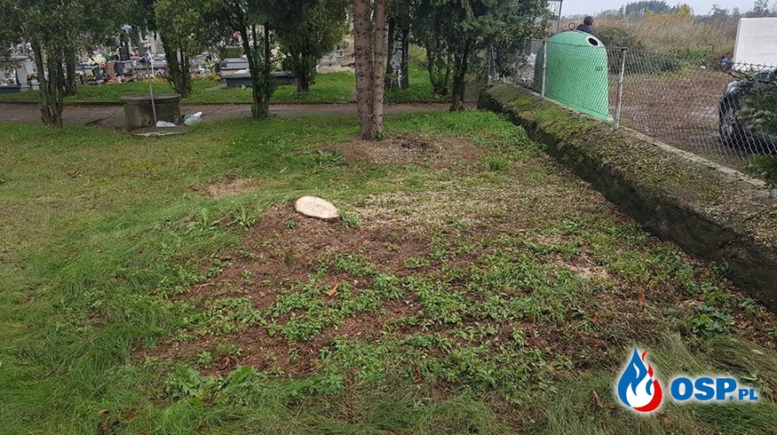 Zagrażające bezpieczeństwu drzewo na cmentarzu OSP Ochotnicza Straż Pożarna