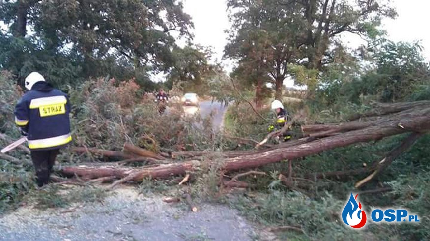 Konar drzewa w Chojnie! OSP Ochotnicza Straż Pożarna