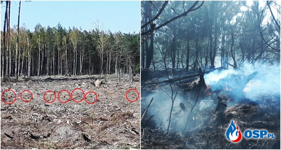Dziki uciekają z płonącego lasu. W akcji kilkanaście zastępów strażaków i samolot. OSP Ochotnicza Straż Pożarna