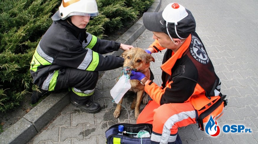 Strażacy uratowali psa z płonącego domu. Ukrył się w szafie. OSP Ochotnicza Straż Pożarna