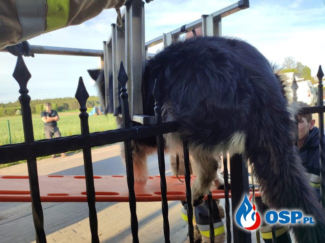 Pies nadział się na metalowe ogrodzenie. Z pomocą ruszyli strażacy. OSP Ochotnicza Straż Pożarna