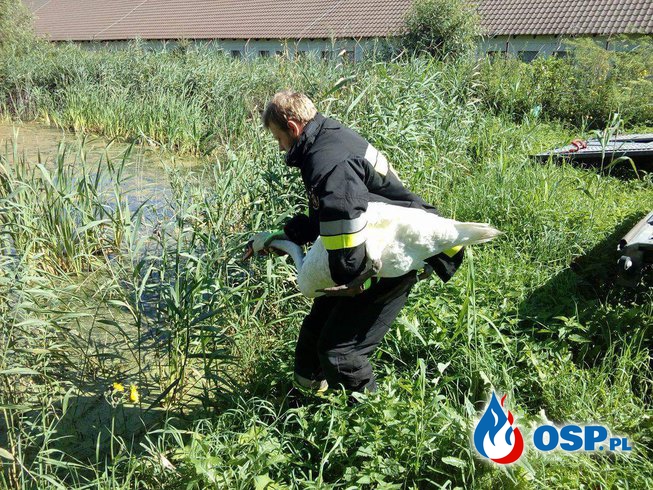 Pomoc Łabędziowi OSP Ochotnicza Straż Pożarna