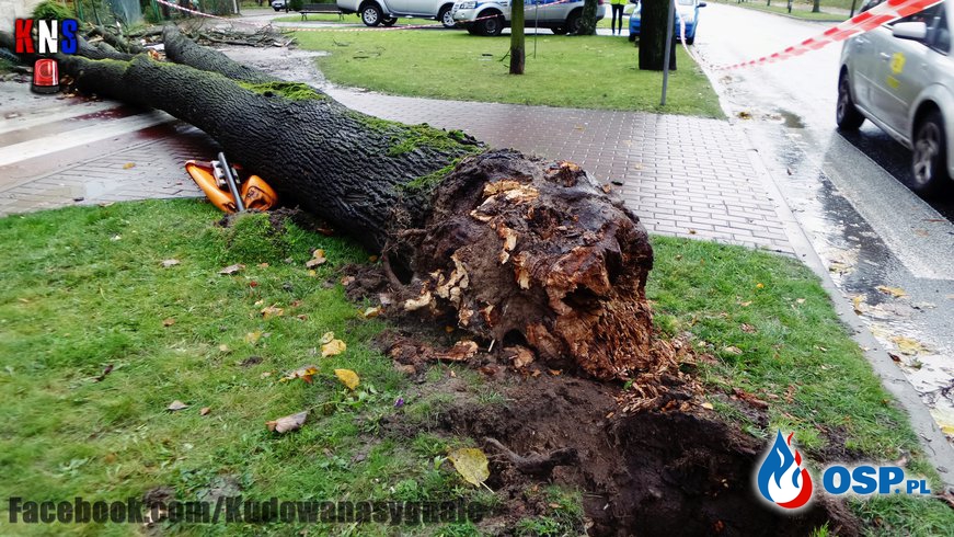 Drzewo przygniotło mężczyznę ! OSP Ochotnicza Straż Pożarna