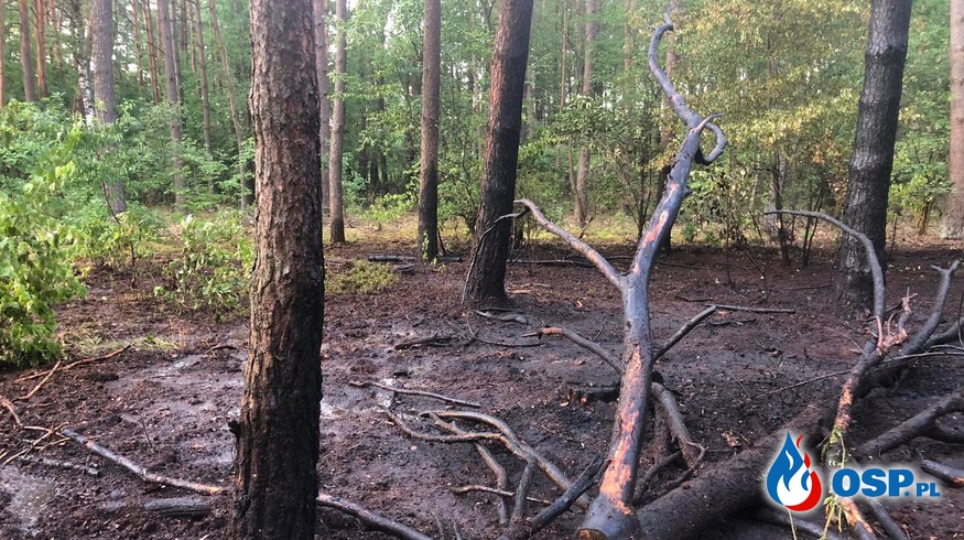 Pożar lasu Władysławowo OSP Ochotnicza Straż Pożarna