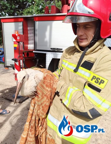 Strażacy ruszyli z pomocą rannemu bocianowi OSP Ochotnicza Straż Pożarna