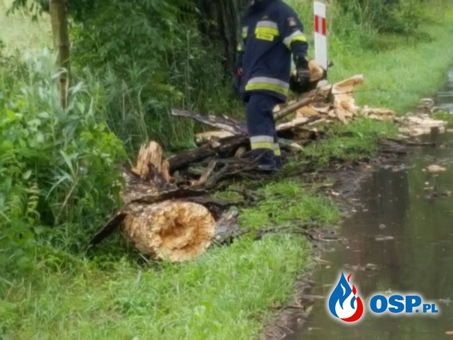 Złamane drzewo OSP Ochotnicza Straż Pożarna