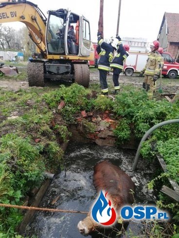 Byk wpadł do szamba. Strażacy ruszyli na ratunek. OSP Ochotnicza Straż Pożarna