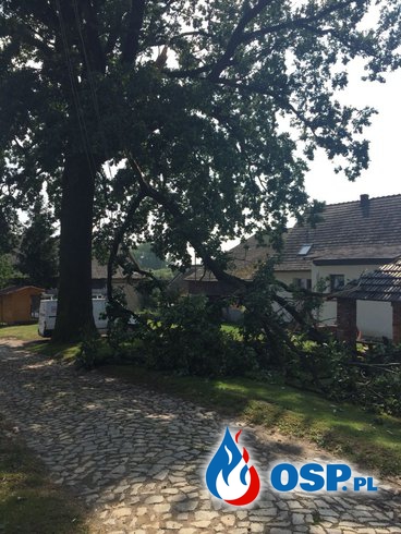 Oberwany konar drzewa na linii elektrycznej pod napięciem w Prężynie OSP Ochotnicza Straż Pożarna