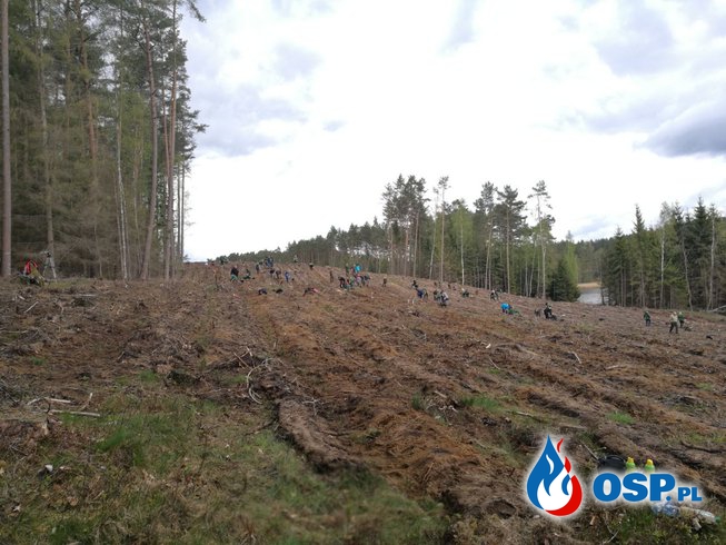 1000 drzew na minutę ! OSP Ochotnicza Straż Pożarna