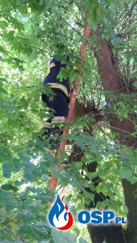 Kot nie mógł zejść z drzewa OSP Ochotnicza Straż Pożarna