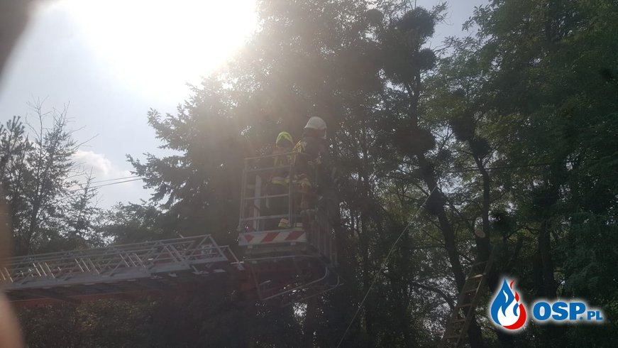 Zwisający konar drzewa nad drogą w Białej OSP Ochotnicza Straż Pożarna