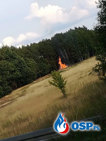 Pożar stert drewna- Struga - Łochowice 27.06.2018 OSP Ochotnicza Straż Pożarna