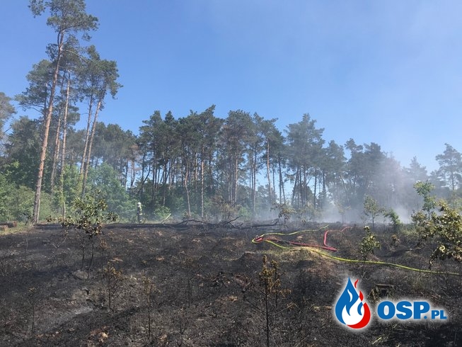 104/2020 Pożar lasu w Strzelczynie - samoloty w akcji OSP Ochotnicza Straż Pożarna