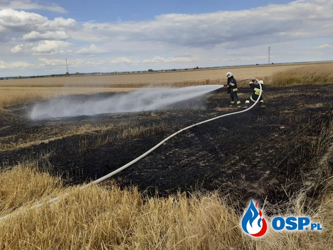 Pożar na polu ze zbożem na trasie Biała - Korfantów OSP Ochotnicza Straż Pożarna