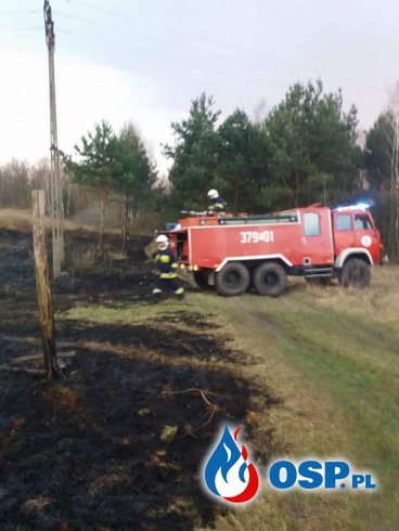 Kursko - Pożar zagrażający lasowi OSP Ochotnicza Straż Pożarna