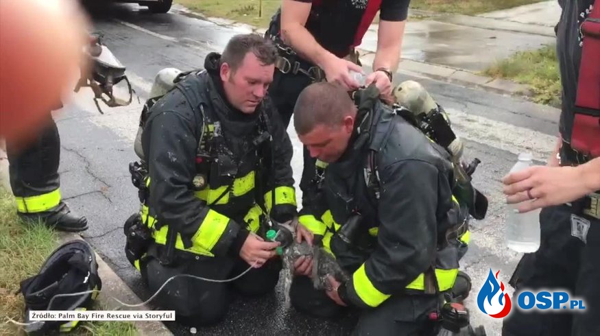 Strażacy z USA uratowali kota z pożaru i podali mu tlen. Film z akcji! OSP Ochotnicza Straż Pożarna