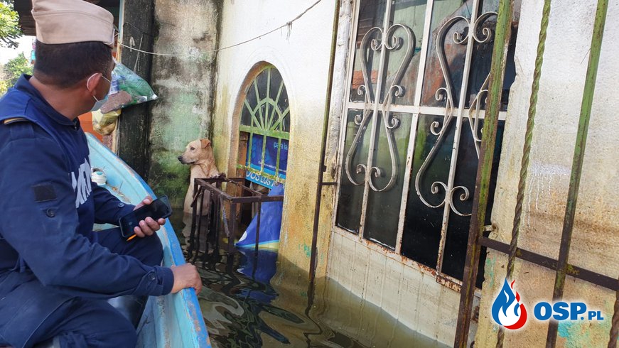 Wzruszająca akcja ratunkowa na wodzie. Spojrzenie tego szczeniaka mówi wszystko! OSP Ochotnicza Straż Pożarna