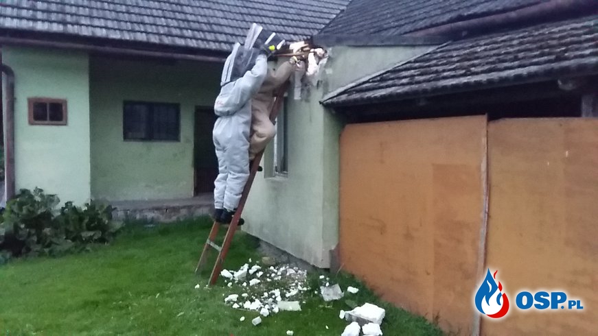 Usuwanie gniazda szerszeni w Biertowicach. OSP Ochotnicza Straż Pożarna