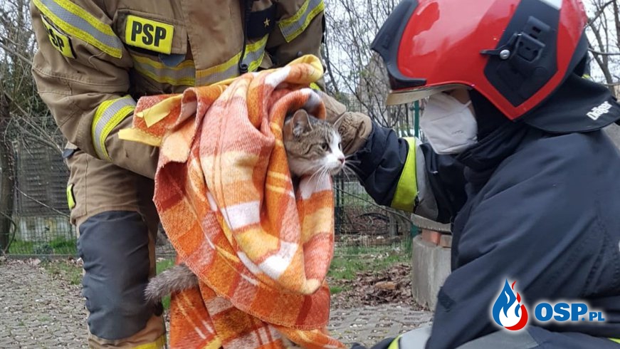 Brzescy strażacy uratowali rannego kota, który wpadł do studni OSP Ochotnicza Straż Pożarna