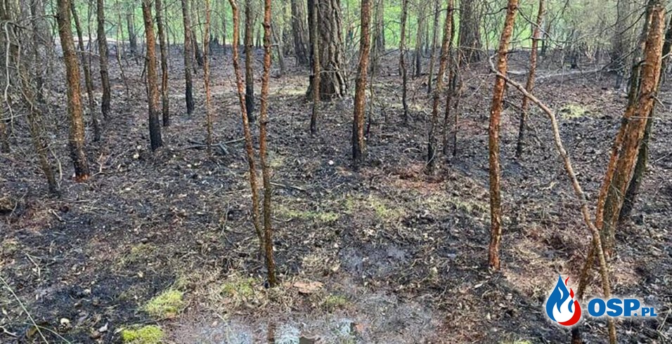 Biezdrowo Huby – pożar poszycia leśnego OSP Ochotnicza Straż Pożarna