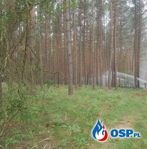 Pożar śmieci następnie pożar lasu OSP Ochotnicza Straż Pożarna