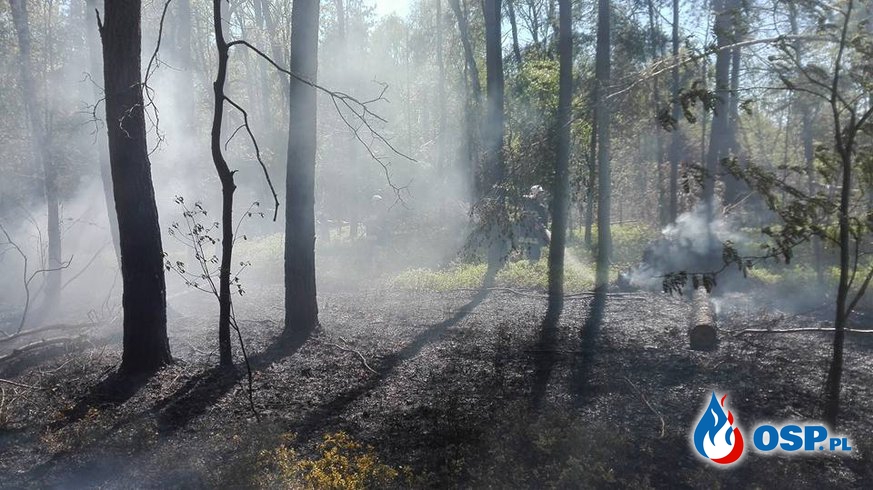 Pożar lasu w Turcu OSP Ochotnicza Straż Pożarna