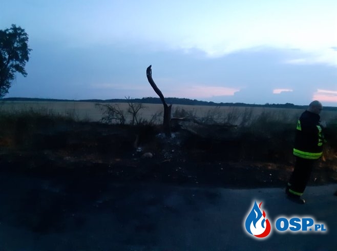 Pożar drzewa OSP Ochotnicza Straż Pożarna