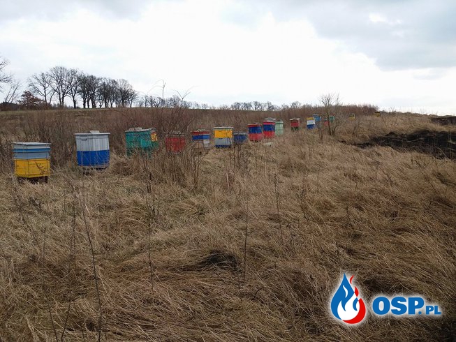Uratowano 19 uli z pszczołami przed ogniem OSP Ochotnicza Straż Pożarna