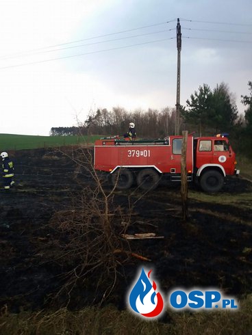 Kursko - Pożar zagrażający lasowi OSP Ochotnicza Straż Pożarna