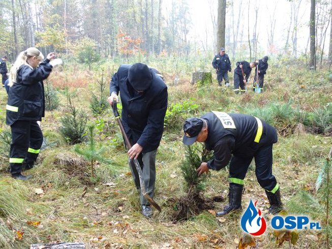 Druhowie zasadzili 100 drzew na 100. rocznicę odzyskania niepodległości OSP Ochotnicza Straż Pożarna