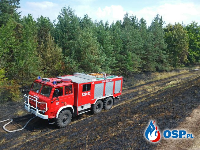 Stężyca - pożar poszycia leśnego OSP Ochotnicza Straż Pożarna
