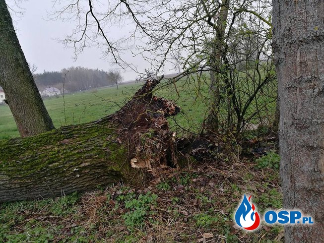 Powalone drzewo na stodołę OSP Ochotnicza Straż Pożarna