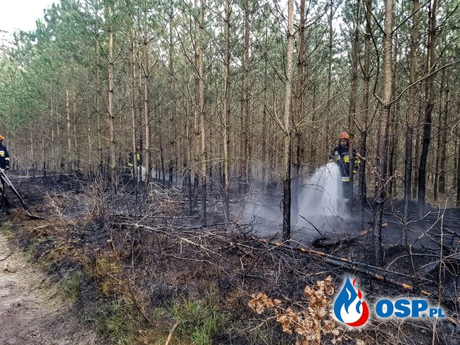 Pożar poszycia leśnego Korzybie 03-04-2019 OSP Ochotnicza Straż Pożarna